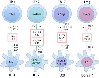 The Pathogenic Roles of IL-22 in Colitis: Its Transcription Regulation by Musculin in T Helper Subsets and Innate Lymphoid Cells